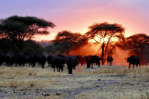 serengeti national park